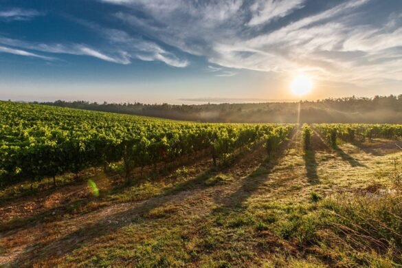 Viñedos al amanecer