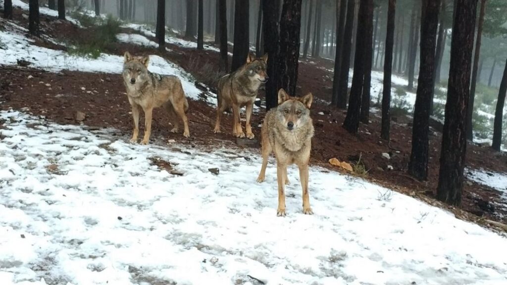 Lobos en el Centro del Lobo Ibérico de CyL