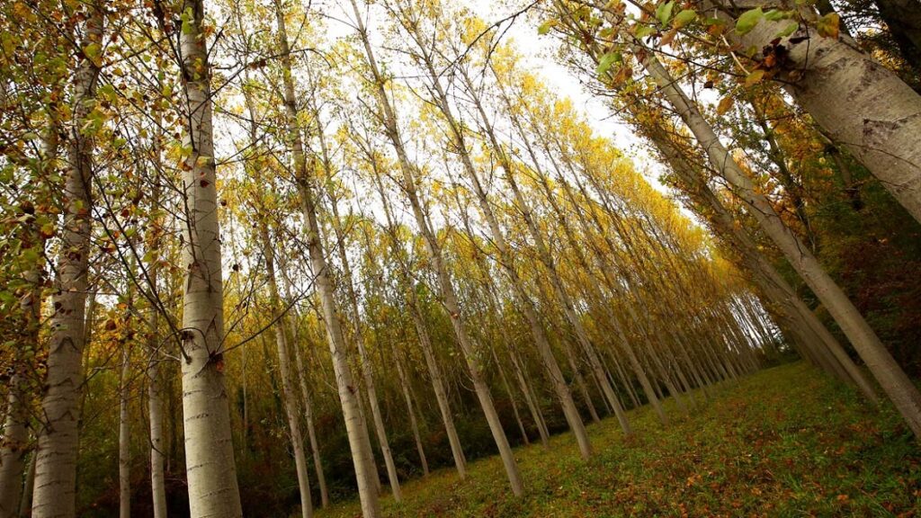Bosque de chopos, uno de los 8 árboles más comunes de Castilla y León