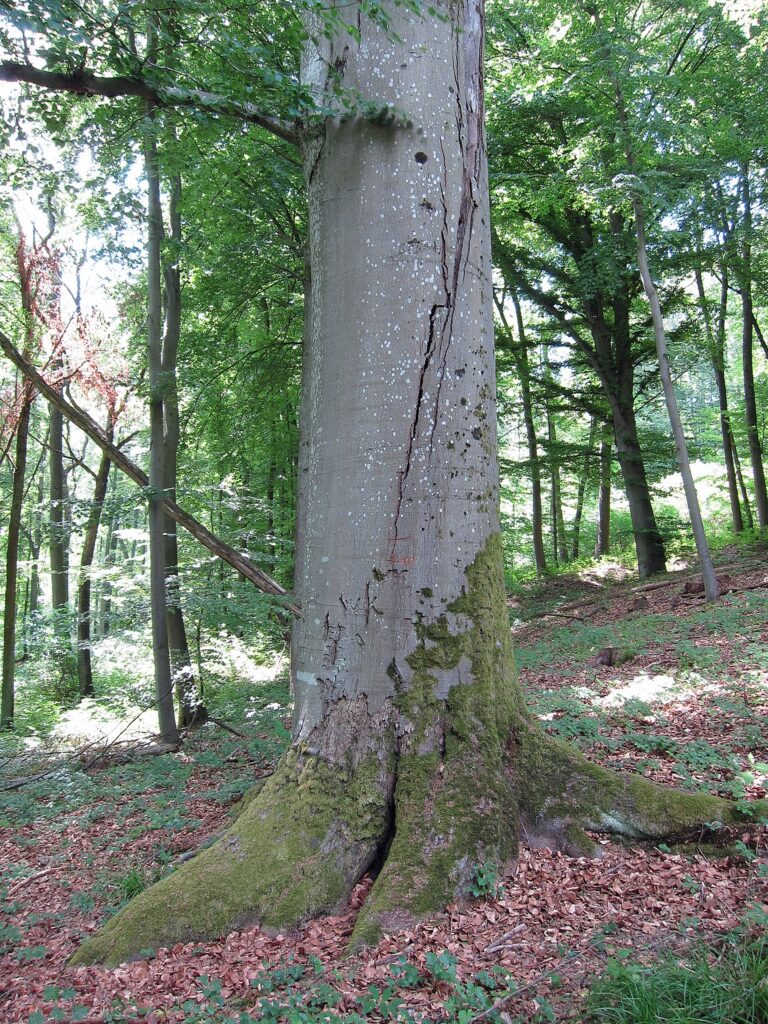 Haya, uno de los 8 árboles más comunes de Castilla y León