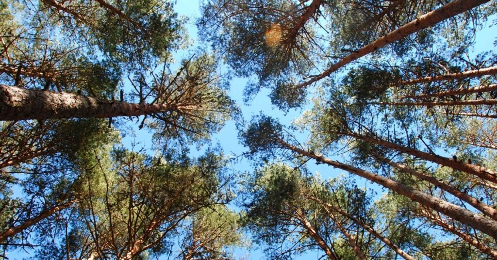 Pino albar, uno de los 8 árboles más comunes de Castilla y León