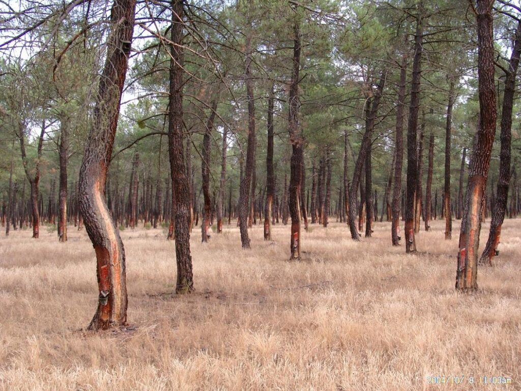 Pino resinero, uno de los 8 árboles más comunes de Castilla y León