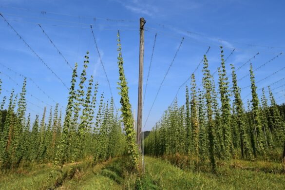 Plantación de lúpulo