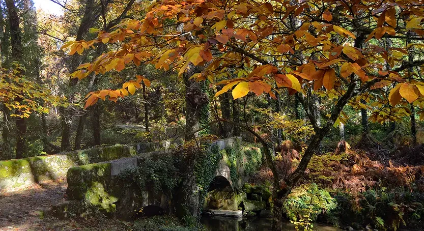 Bosque del Madroñal en Salamanca