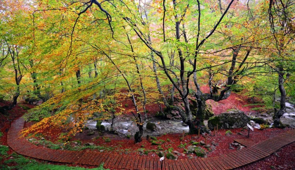Bosque: Faedo de Ciñera en León