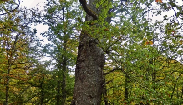 Bosque: Hayedo de Cuesta Fría en León