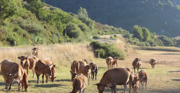 Se reabre el debate sobre el territorio rural en Castilla y León