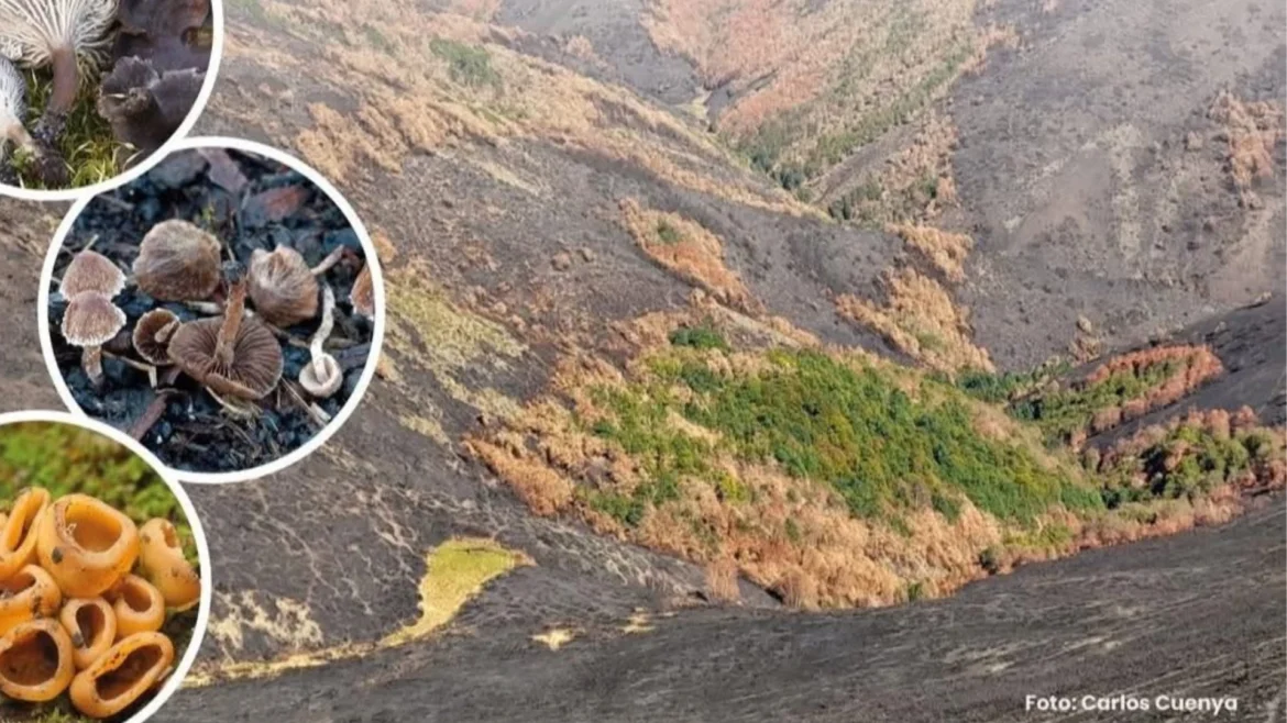 Boca de Huérgano acoge una jornada sobre hongos y recuperación ecológica tras los incendios